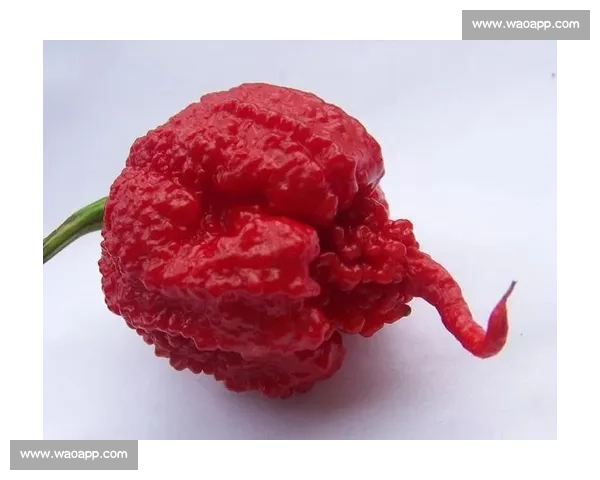 挑战极限！全球最辣椒比赛火爆现场全记录